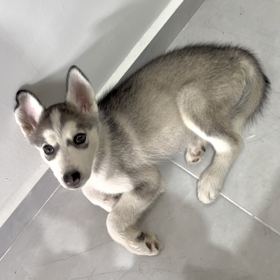 SASHA | Raza Husky Siberiano | Final Feliz
