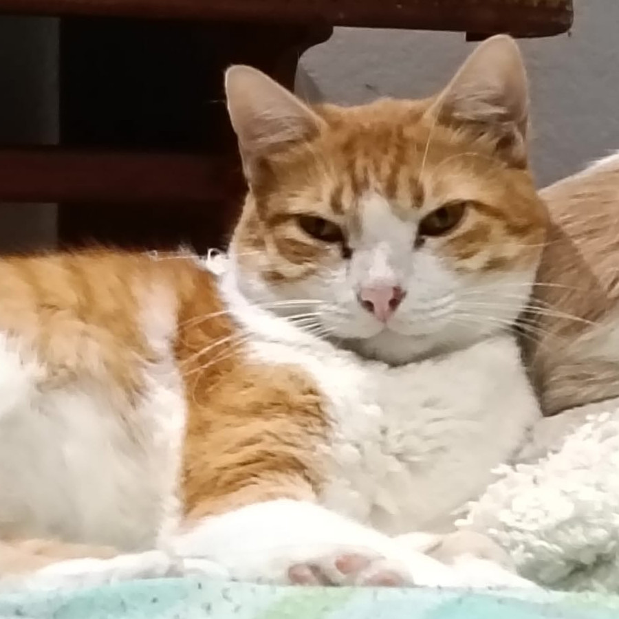 WILLIAMS | Raza Doméstico Américano de Pelo Corto | En Adopción