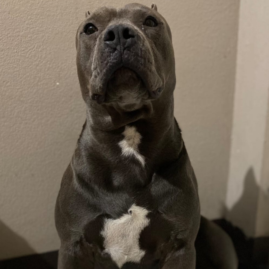ZEUS | Raza American Pitbull Terrier | Perdido
