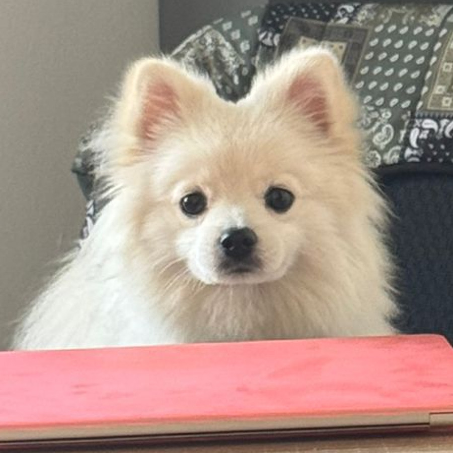 TOTO | Raza Pomerania | Perdido