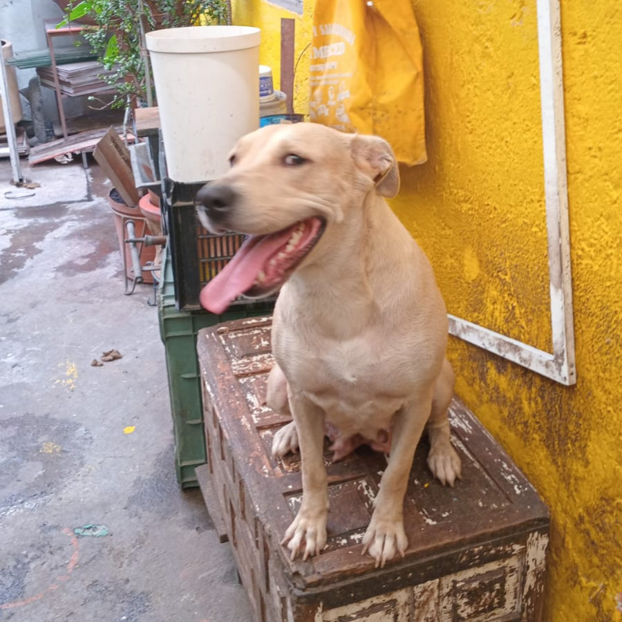 HERMOSA PELUDITA | Raza Mestiza,  cruza de Labrador | En Adopción