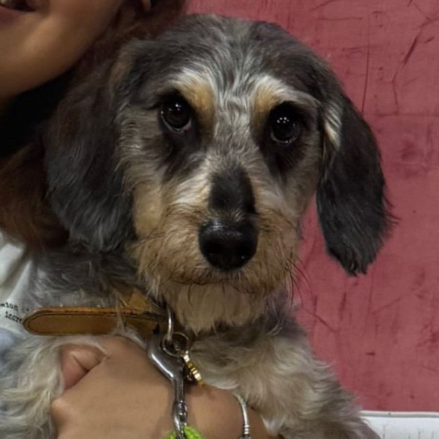 BACK | Raza Mestizo, cruza de Schnauzer | Perdido