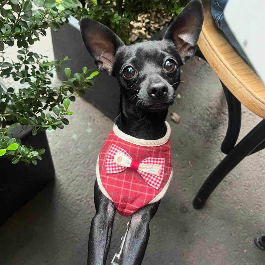 MOLLY | Raza Mestiza,  cruza de Chihuahua con Pinscher Miniatura | Perdida