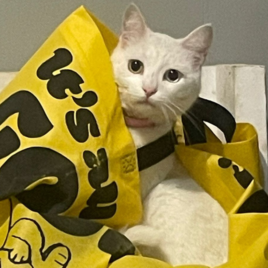 REHASH | Raza Khao Manee | Perdida