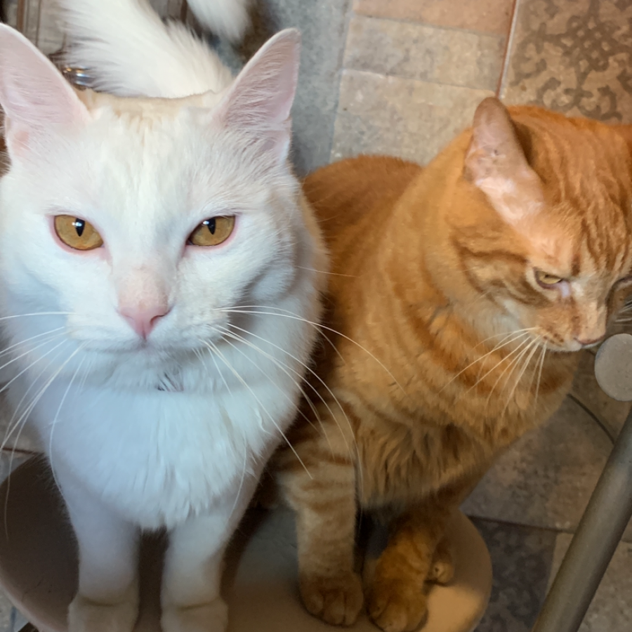 GATA MAMÁ | Raza Angora Turco | Perdida