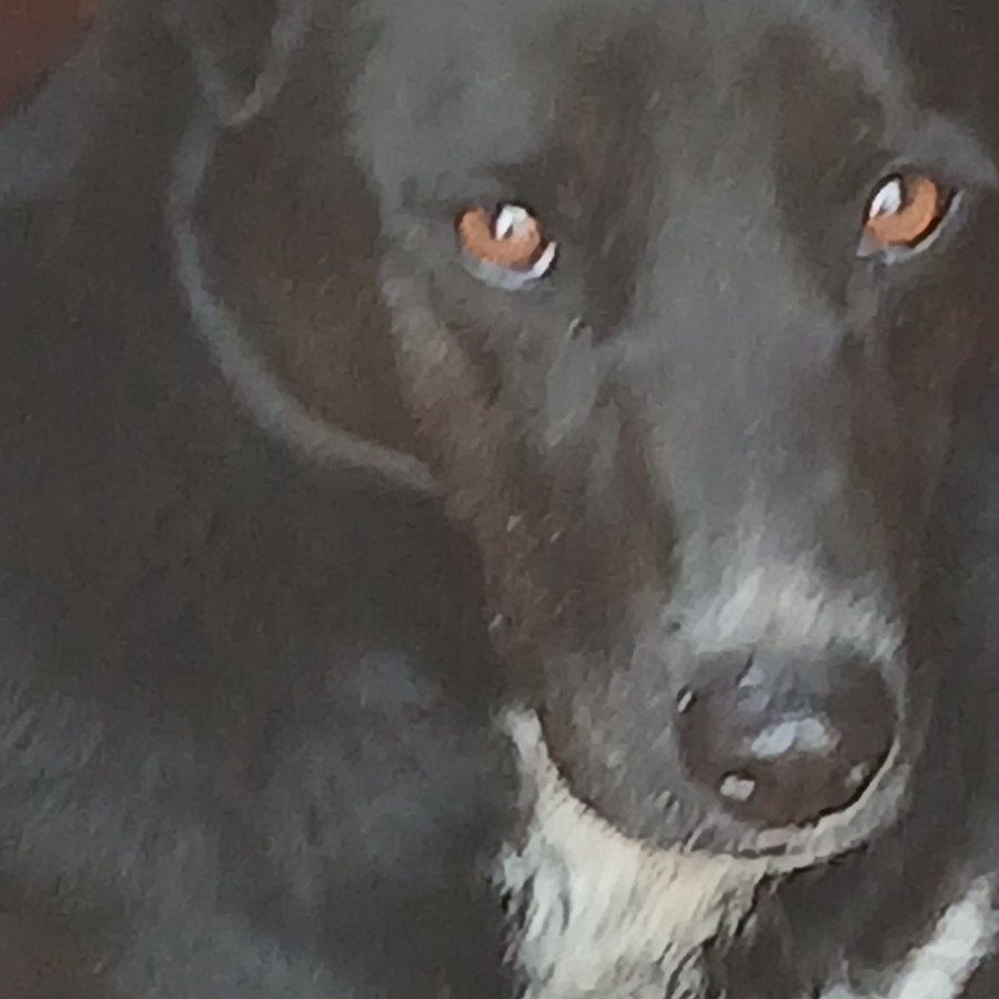 CEIBA | Raza Mestiza, cruza de Border Collie con Labrador | En Adopción