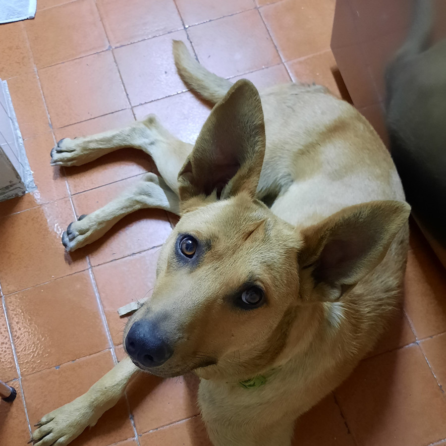  | Raza Mestizo,  cruza de Pastor Belga Malinois | Encontrado