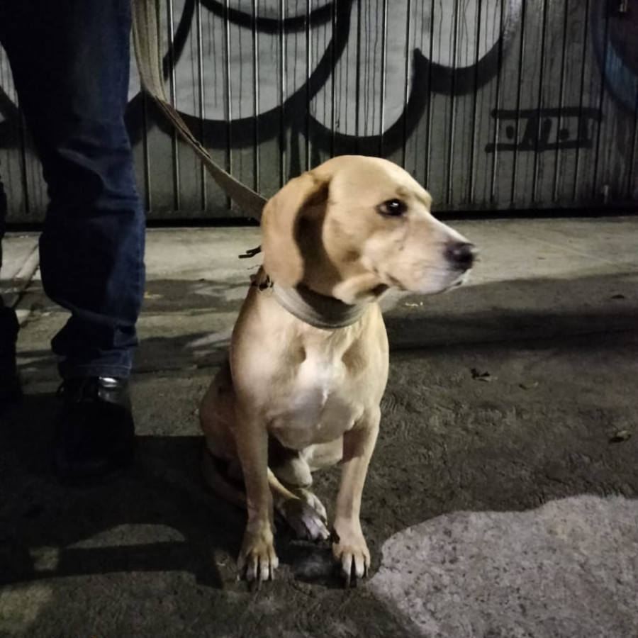  | Raza Mestizo, cruza de Beagle | Encontrado