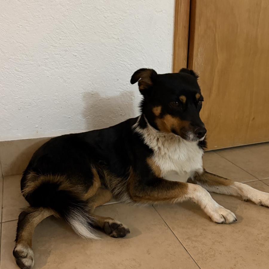  | Raza Mestiza | Encontrada