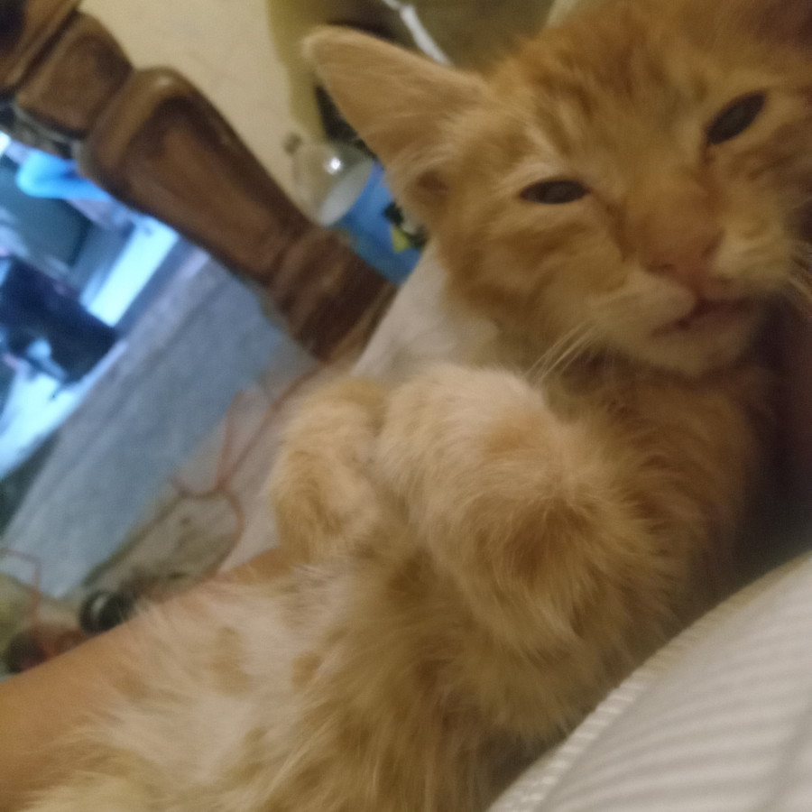 RATA O BEBÉ | Raza Doméstico Americano de pelo semilargo | Perdido