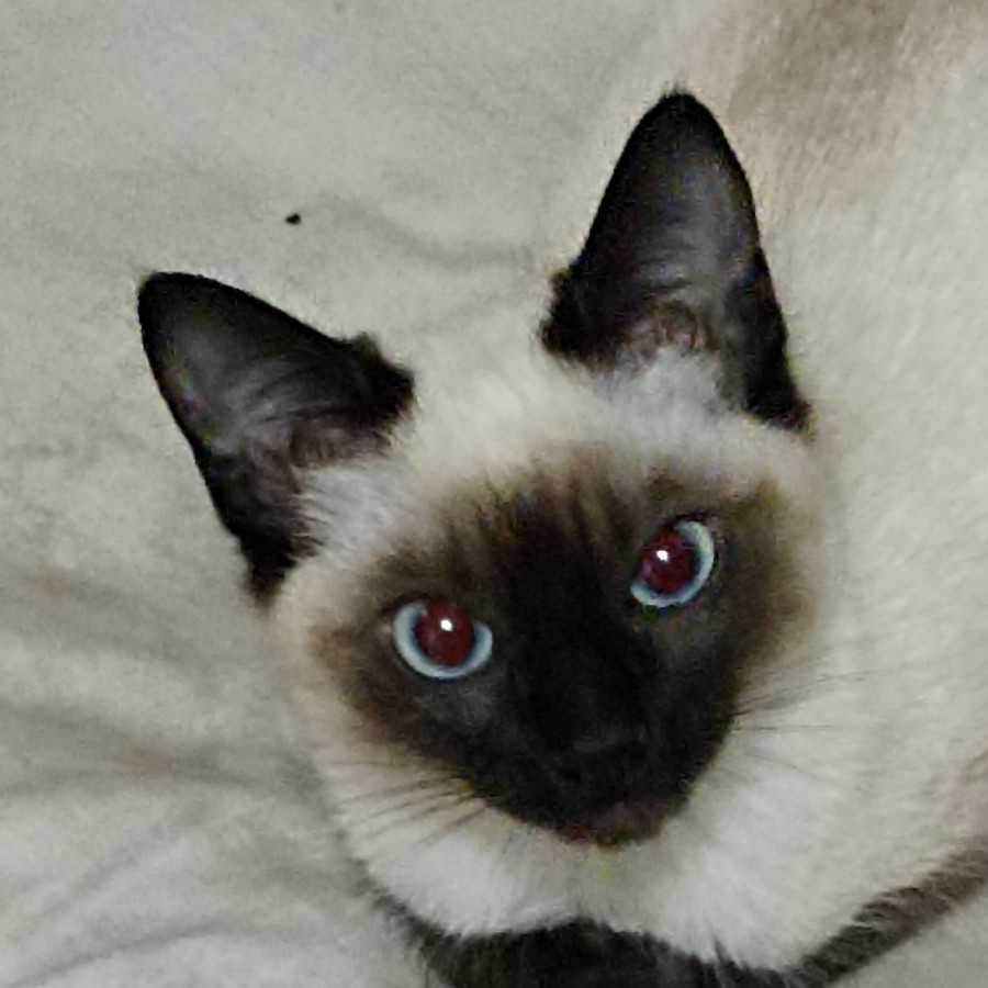 MOMO | Raza Siamés Punto Foca | Perdida