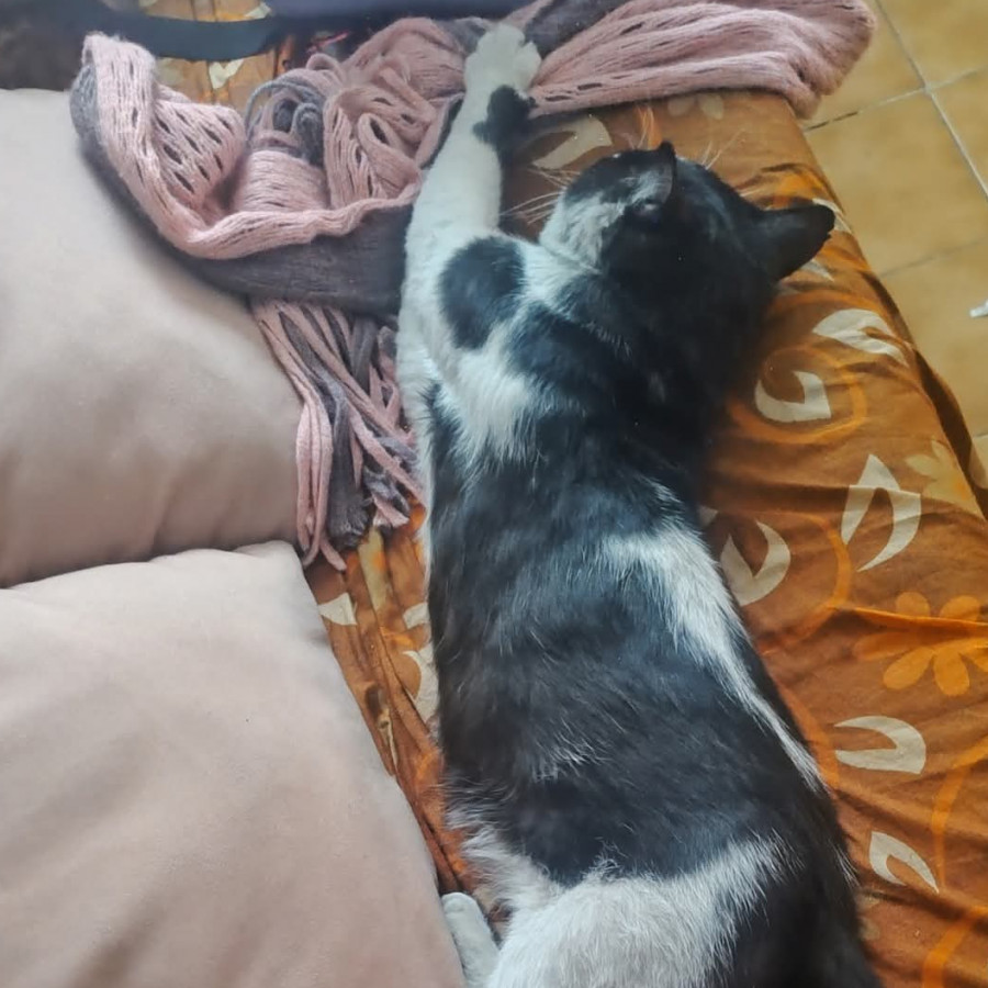 IAN | Raza Doméstico Americano de pelo corto | Perdido