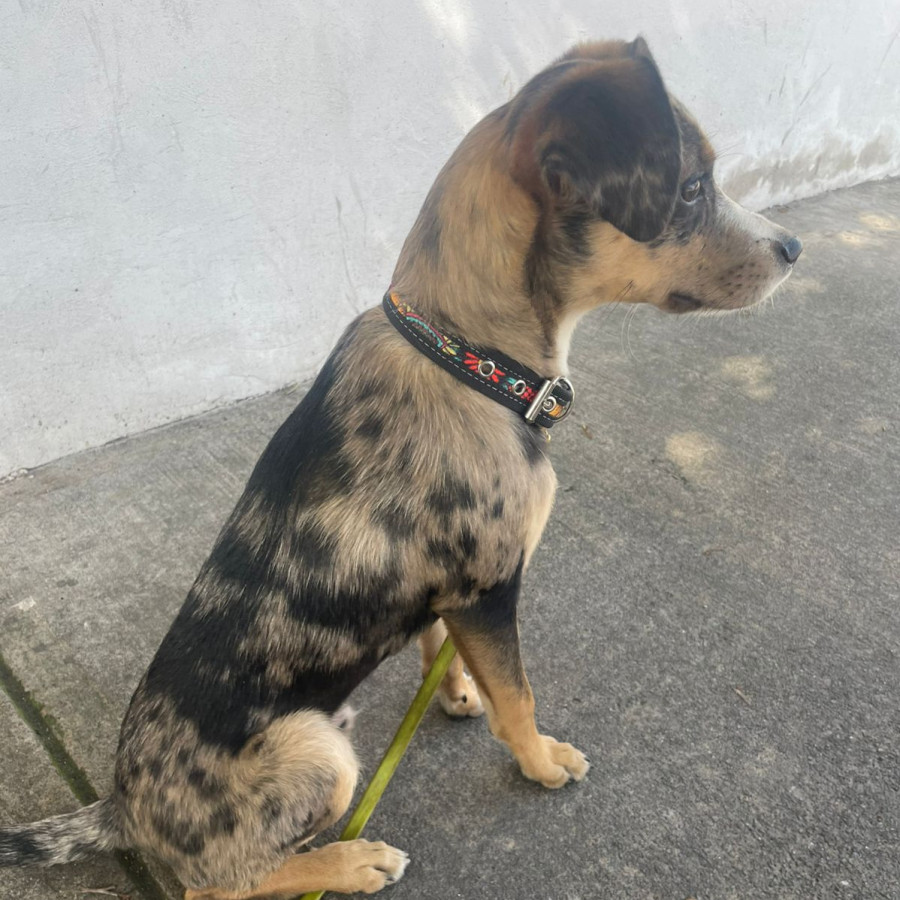  | Raza Mestizo | Encontrado