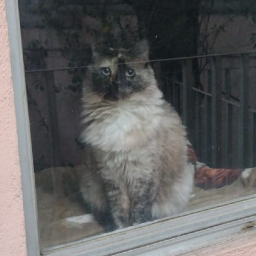 MILA | Raza Balinés Punto Calicó | Final Feliz