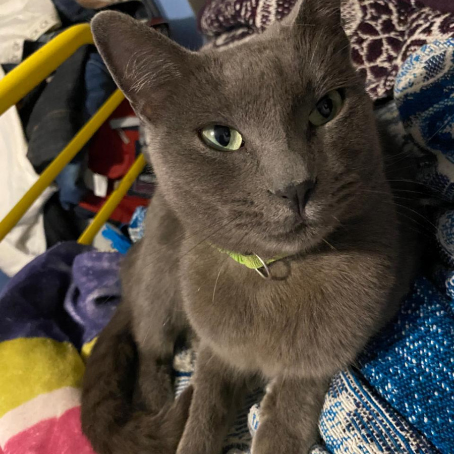 GRISELDA | Raza Ruso Azul | Perdida