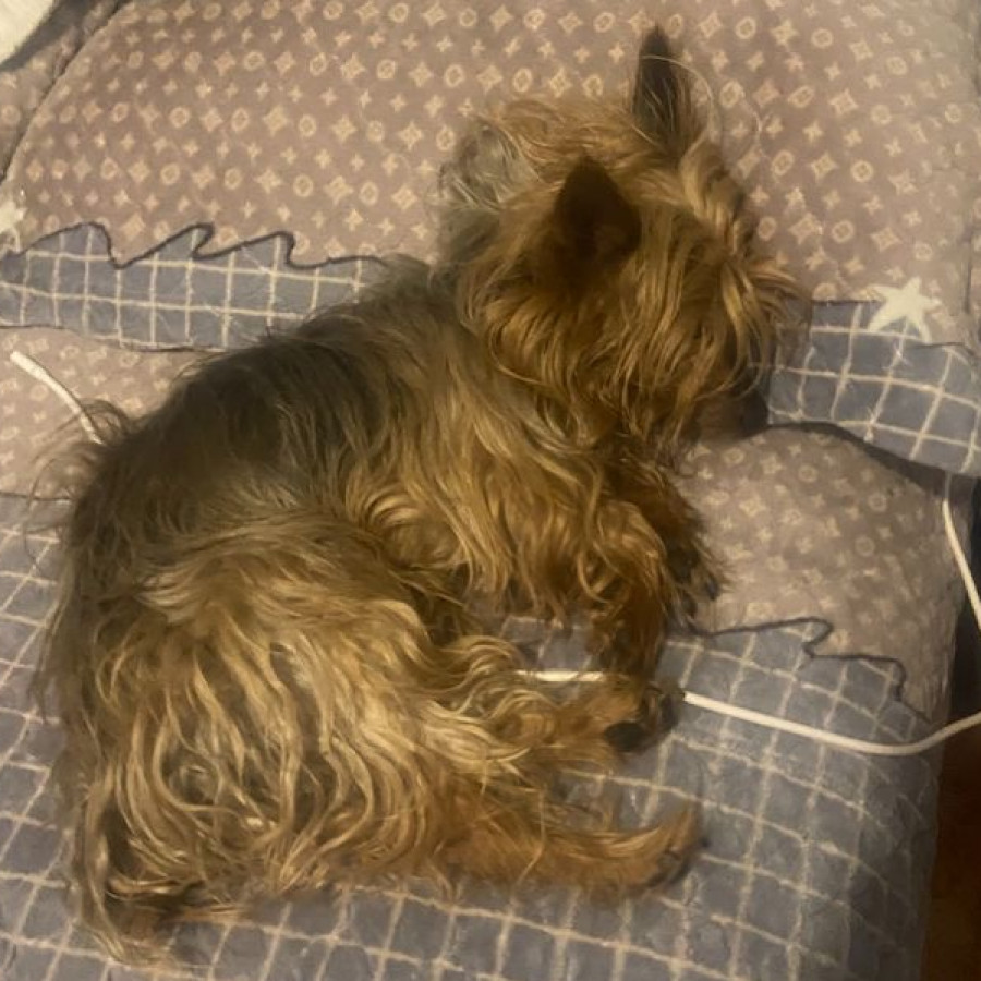 CHUBY | Raza Yorkshire Terrier (Yorkie) | Perdido