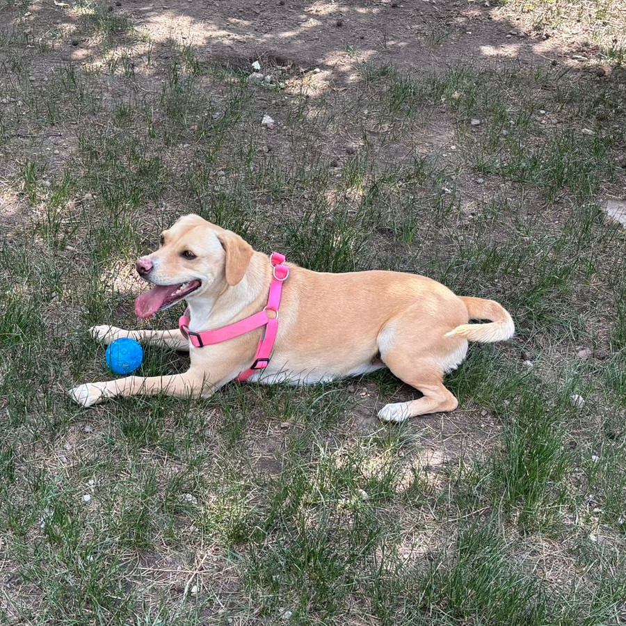 NALA | Raza Labrador  | Final Feliz