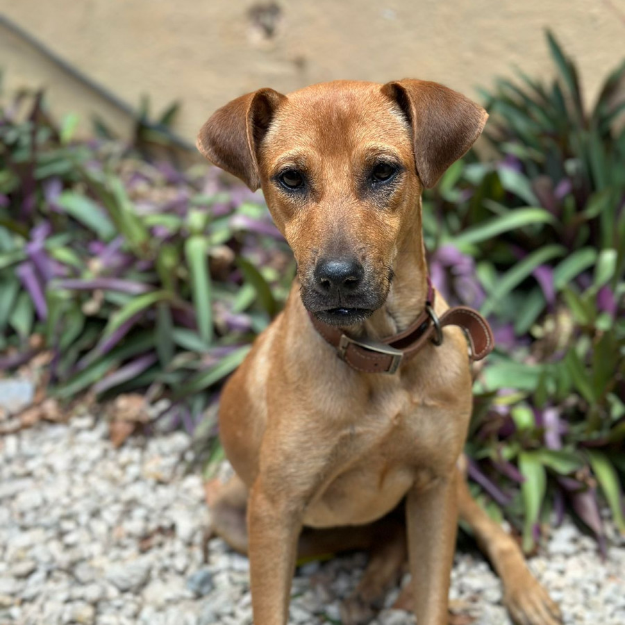 CANELA | Raza Mestiza | En Adopción