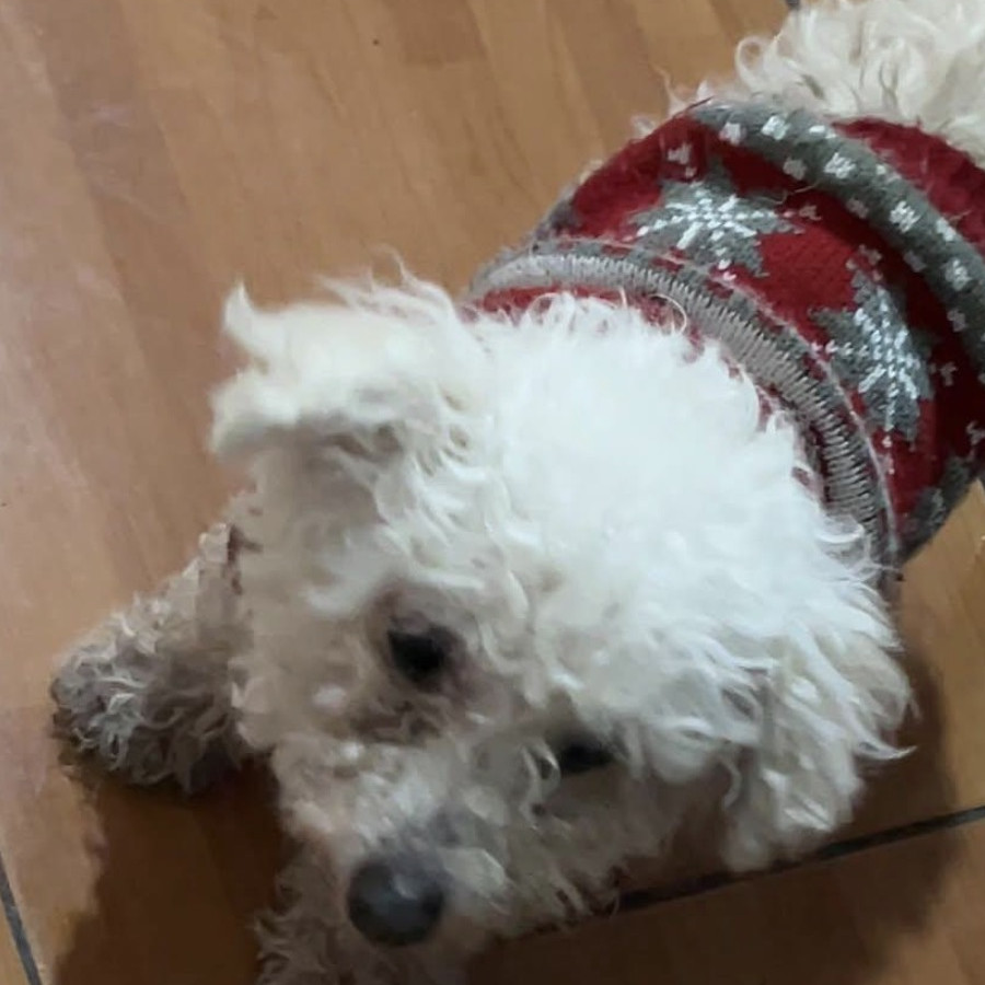 LUNA | Raza French Poodle o Caniche | Perdida