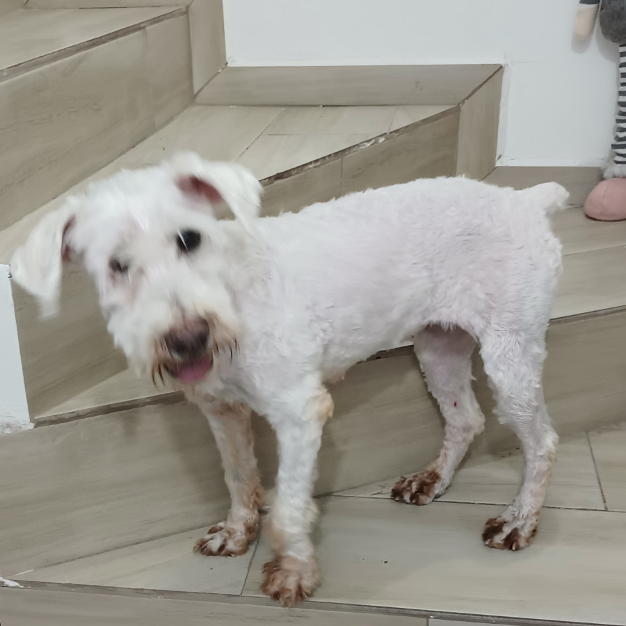 BELLA | Raza Mestiza, cruza de Maltés | Perdida