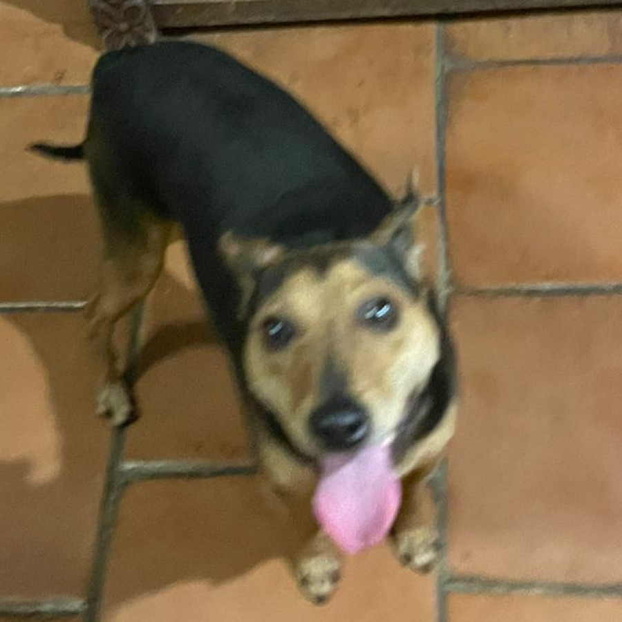  | Raza Mestizo, posible cruza de Chihuahua o de Pinscher Miniatura | Encontrado