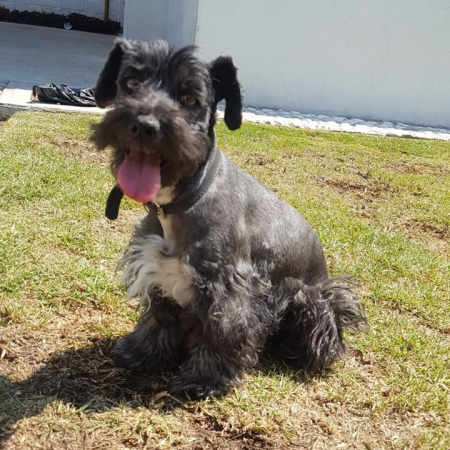 LOLA | Raza Schnauzer | Final Feliz