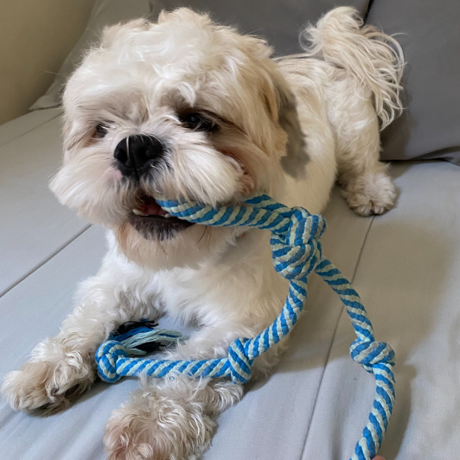 OLI | Raza Shih Tzu  | Final Feliz