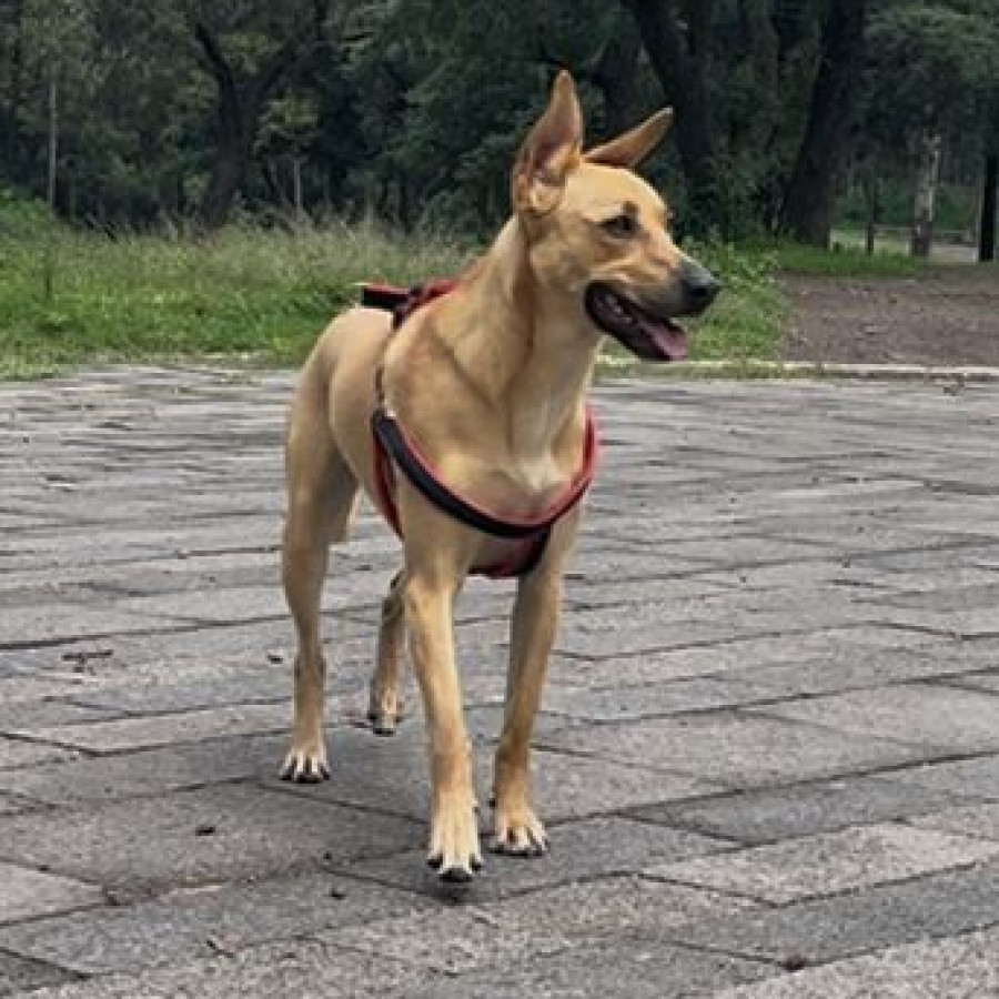 NALA | Raza Mestiza, cruza de Pastor Belga Malinois con Labrador | Perdida