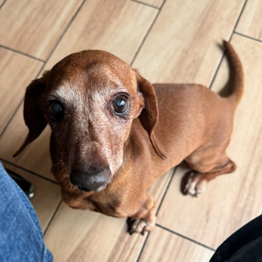 COFFEE | Raza Dachshund o Salchicha  | Perdido