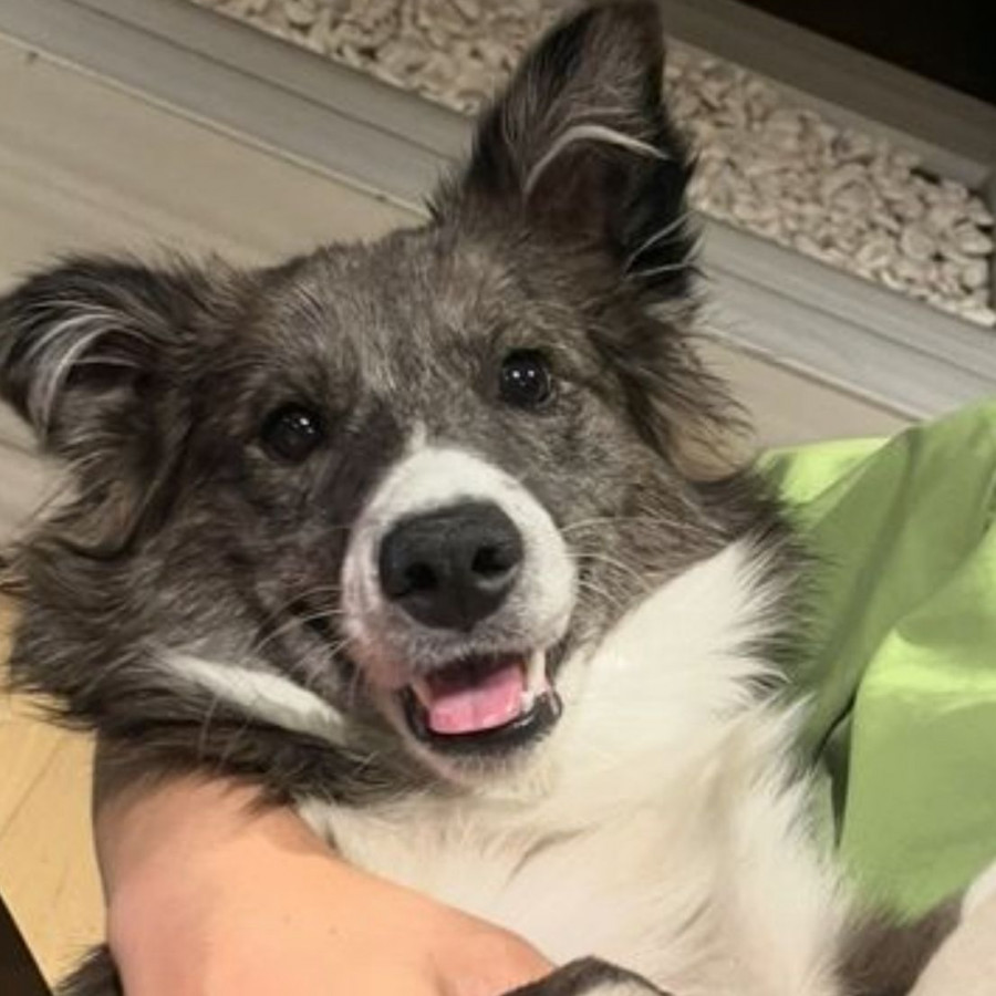 AHSOKA | Raza Border Collie  | Perdida