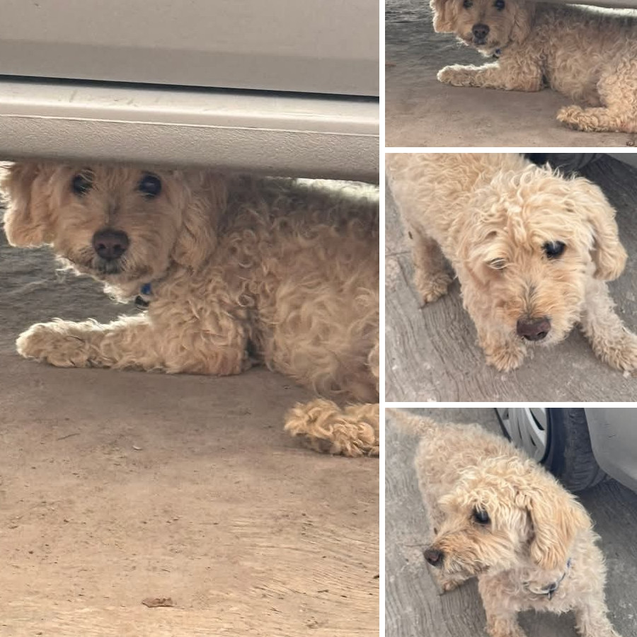 GUARURO | Raza Mestizo, cruza de French Poodle | Perdido