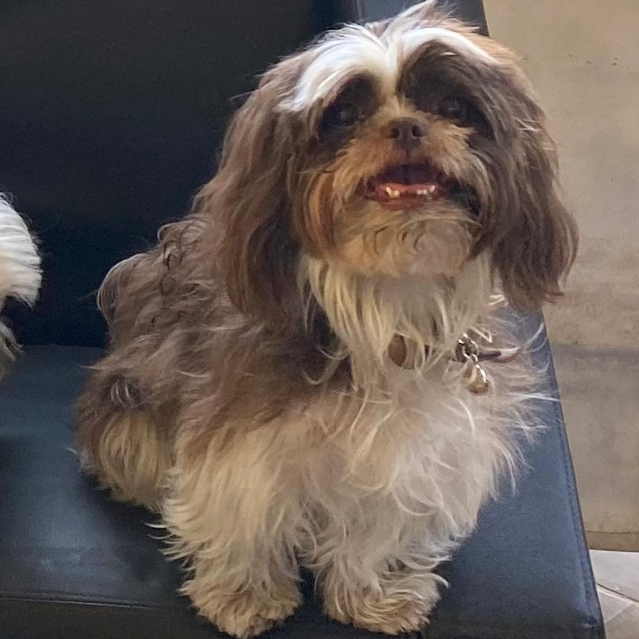 MYA | Raza Shih Tzu  | Perdida