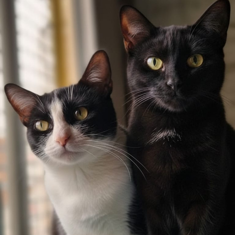 ELISA Y LIZ | Raza Doméstico Americano de pelo corto y Bombay | En Adopción