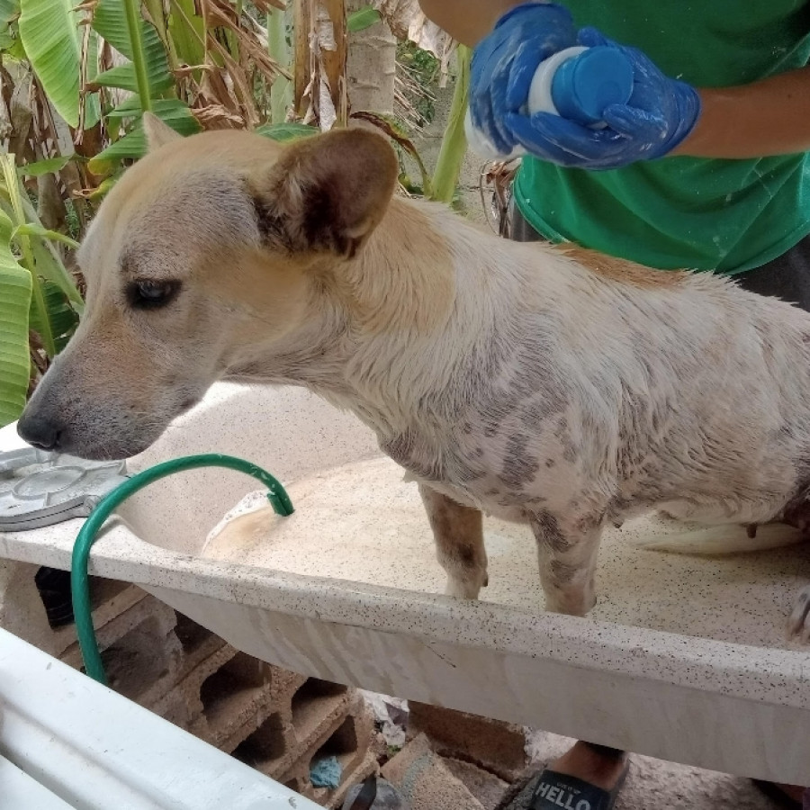 GUAYABA | Raza Mestiza, cruza de Dachshund o Salchicha | Perdida