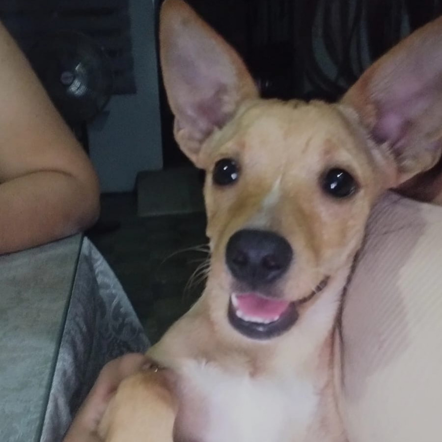 DONITA | Raza Mestiza, cruza de Chihuahua con Dachshund o Salchicha, (Chiwinnie) | Perdida