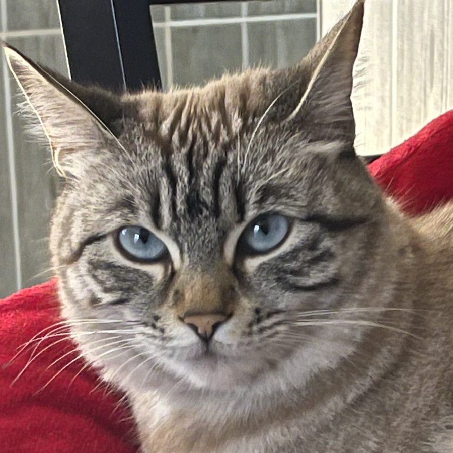 MARIE | Raza Aslan o Siamés Moderno Punto Tabby | Perdida