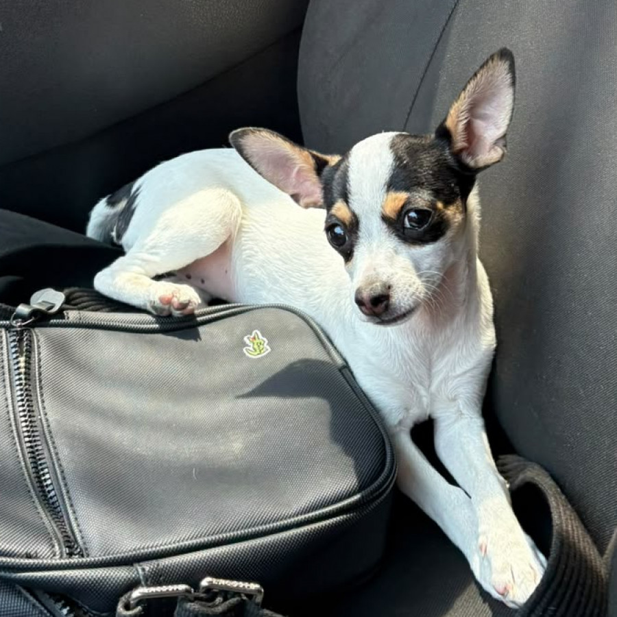 MOLLY | Raza Chihuahua | Perdida