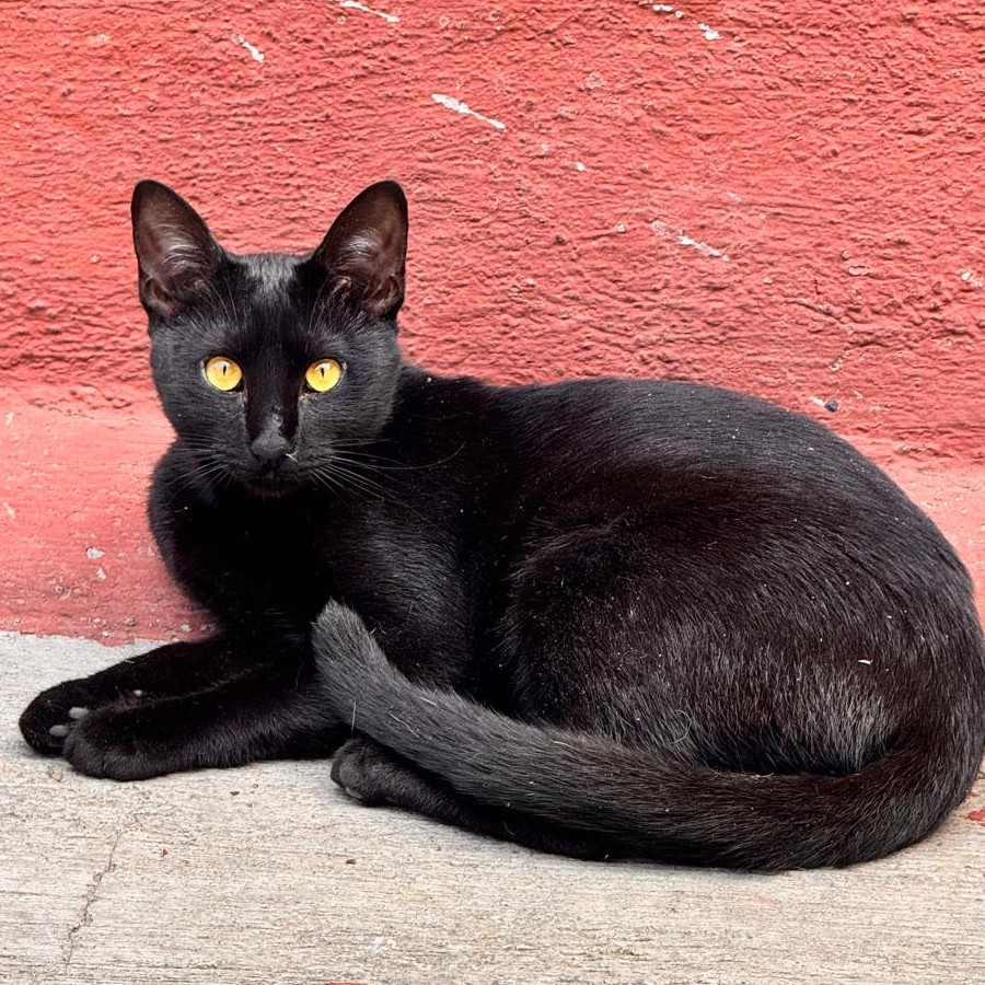 MILA | Raza Bombay | Perdida