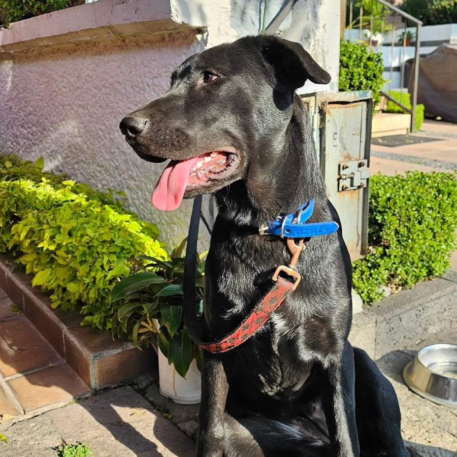  | Raza Mestiza, cruza de Labrador | Encontrada