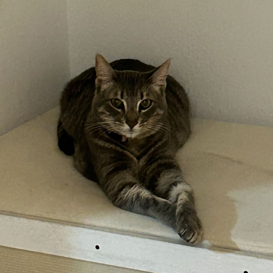 CORAZÓN | Raza Doméstico Américano de Pelo Corto | Final Feliz