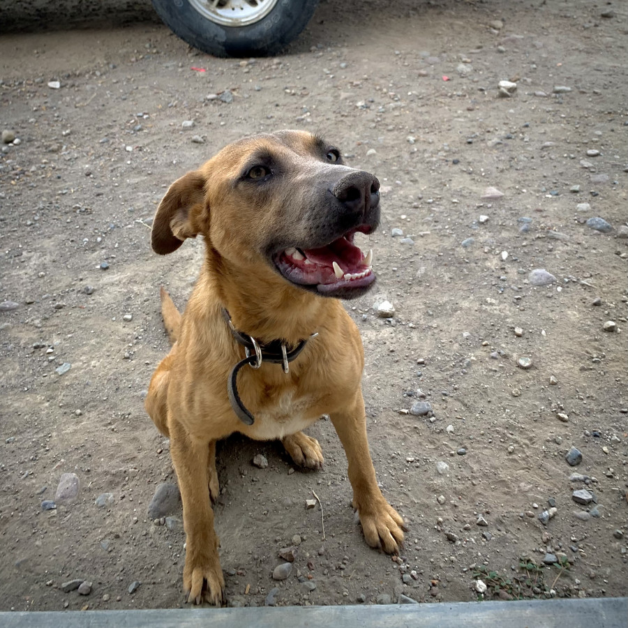 MAPLE | Raza Mestiza | En Adopción