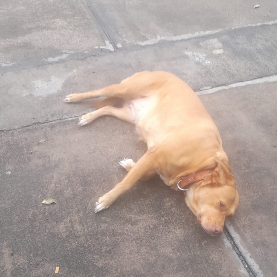  | Raza Mestiza, cruza de Labrador | Encontrada