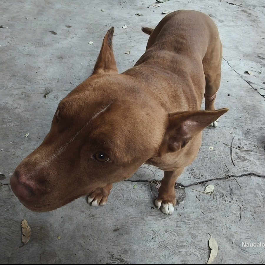 | Raza American Pitbull Terrier | Final Feliz