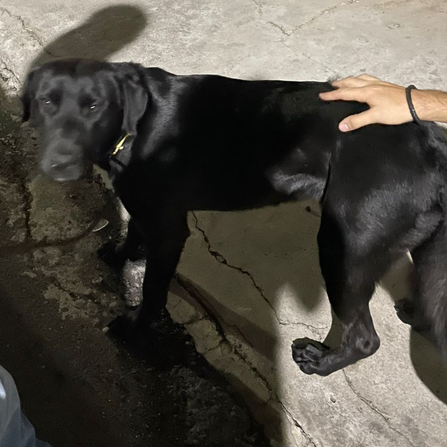  | Raza Labrador  | Encontrado