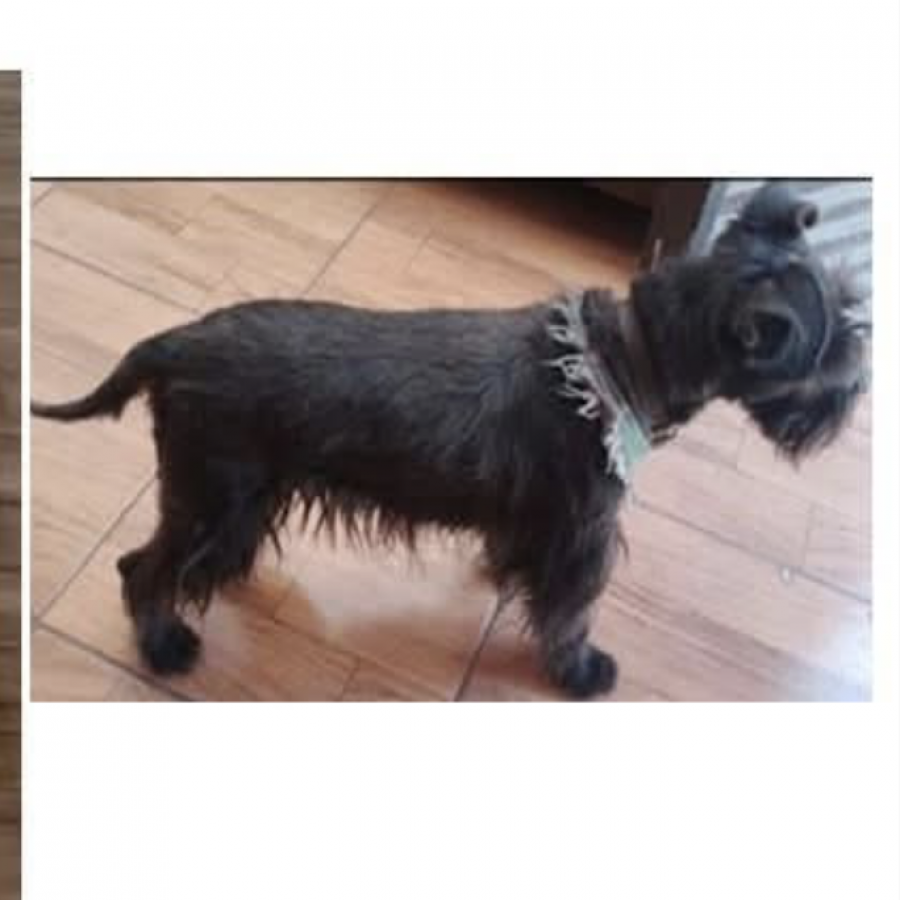 BOND | Raza Schnauzer Miniatura  | Final Feliz