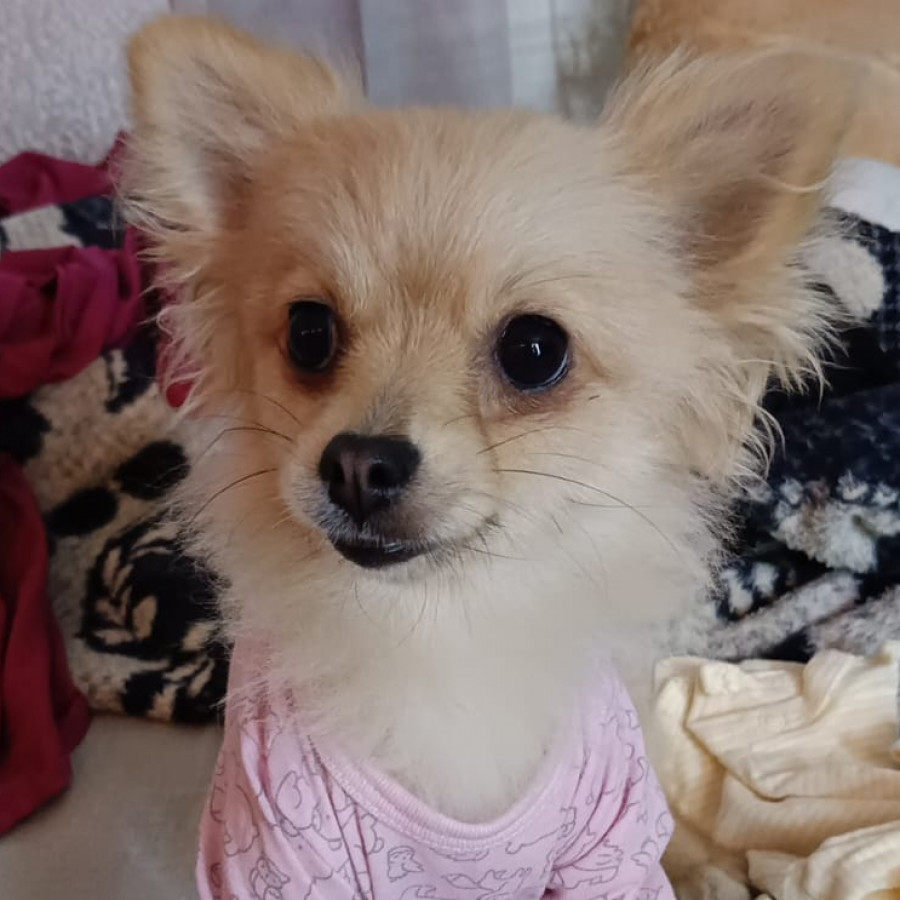 LILY | Raza Pomerania | Perdida