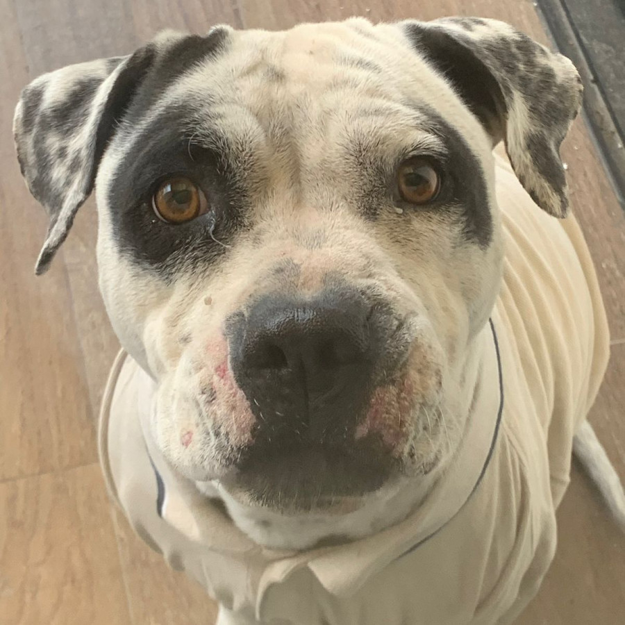 ARYA | Raza American Staffordshire Terrier | Perdida