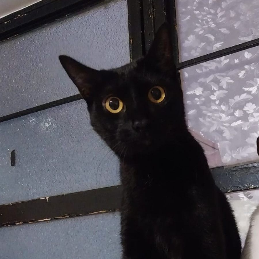 BAGHEERA | Raza Bombay | Perdida