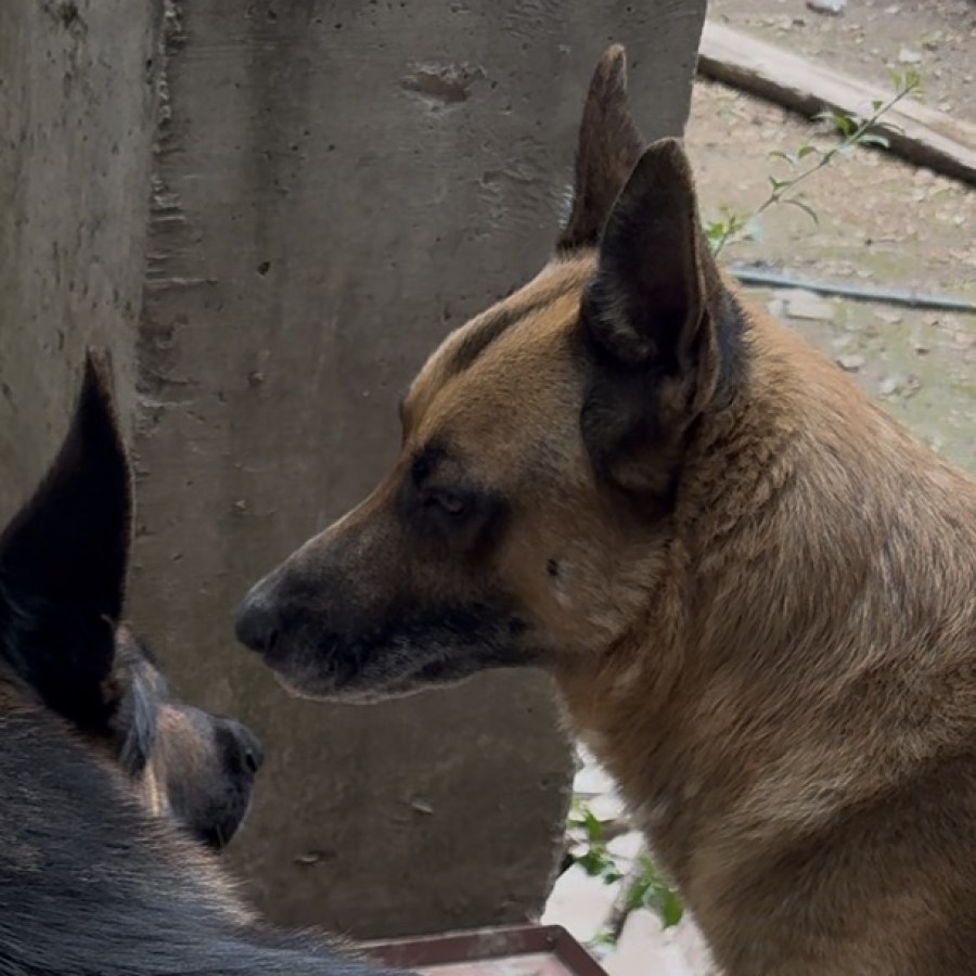 HENRY | Raza Pastor Alemán | Perdido