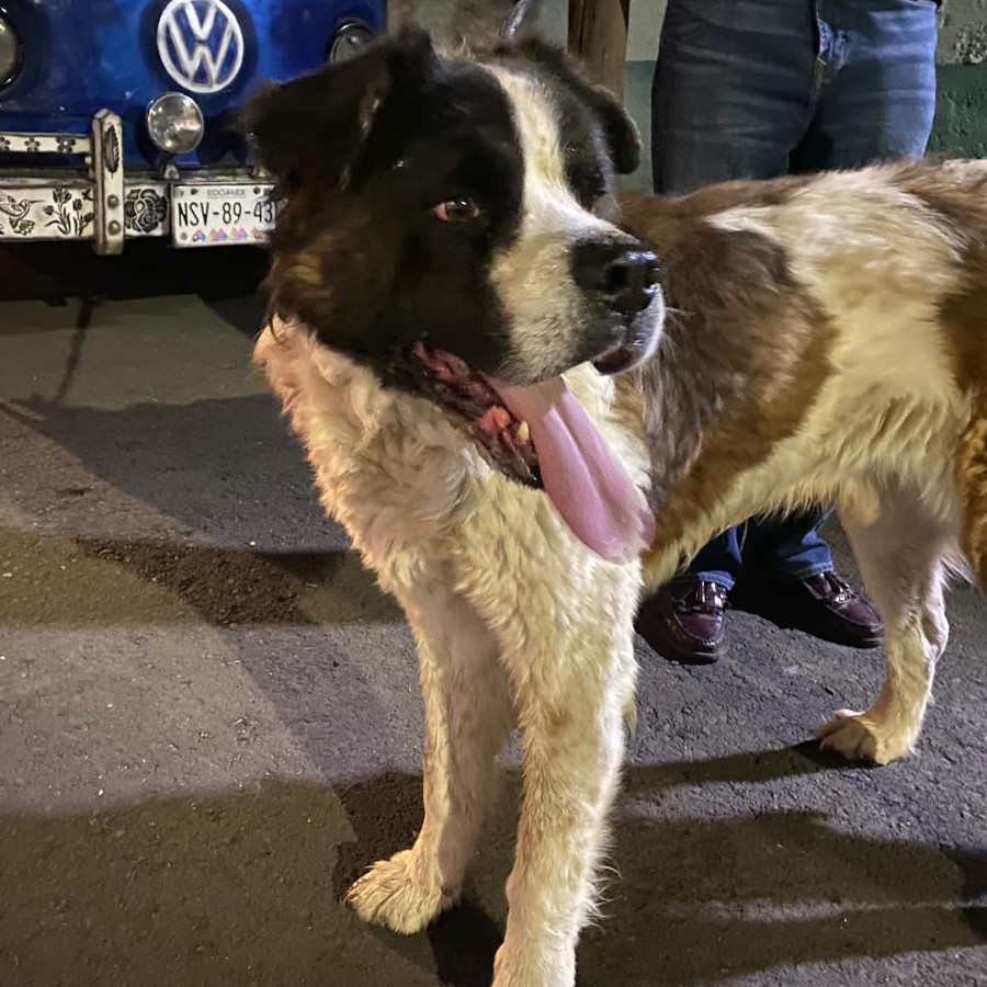  | Raza San Bernardo | Encontrado